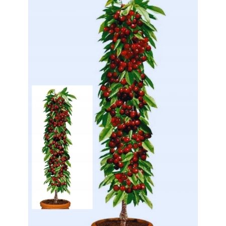 Czereśnia kolumnowa Silva -samopylna 1215