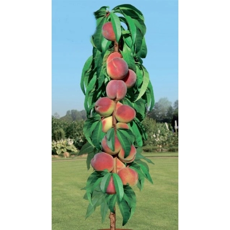 Nektaryna kolumnowa Harblaze -1230-