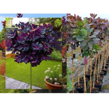 Perukowiec na pniu- Royal Purple - 1218