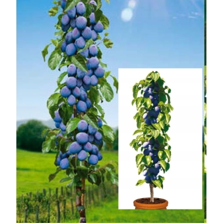 Śliwa kolumnowa Tolar / samopylna 1217