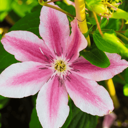 Clematis 'Carnaby' – Wielkokwiatowy Powojnik na Pergole i Altany