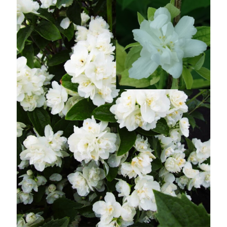 Jaśmin 'Justynka' (Philadelphus)