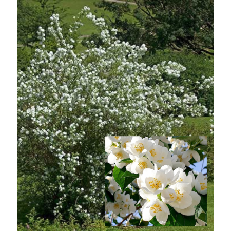 Jaśmin 'Biały Lemoinei' (Philadelphus)