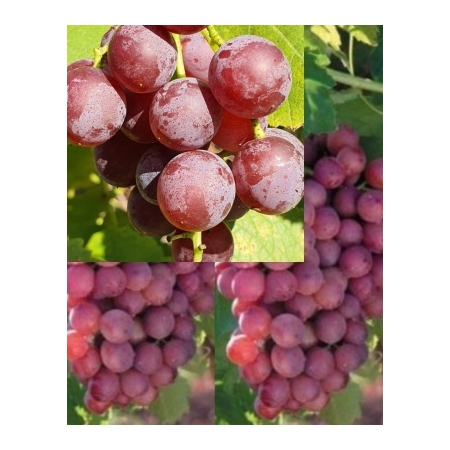 Winorośl Einset Seedless bezpestkowa soczysta 1123