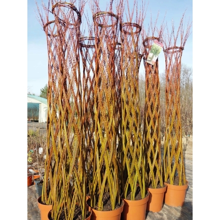 Wierzba pleciona -{ salix }  nr 652