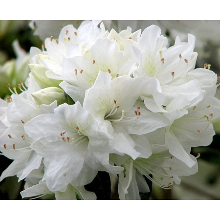 Różanecznik RHODODENDRON BIAŁY z donicy PA 876