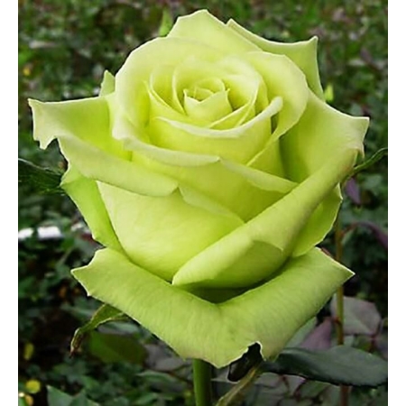 RÓŻA PIENNA seledynowa PACHNĄCA- 777