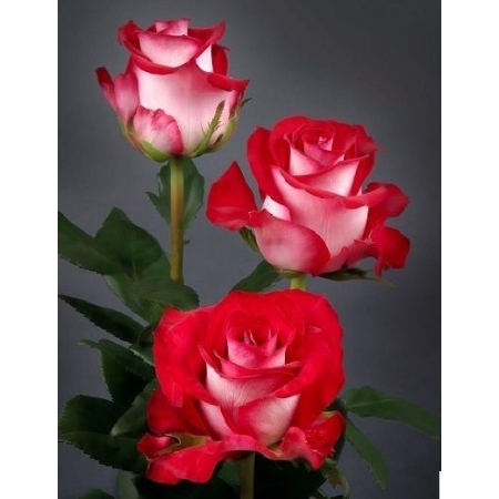 Róża Biało - czerwona Rabatowa PA .941