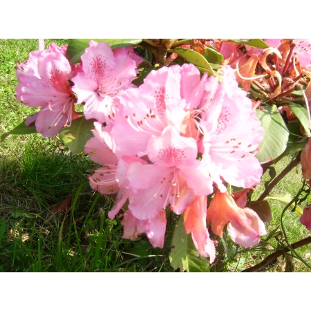 RÓŻANECZNIK RHODODENDRON Jasno różowy PA 641