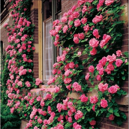 Róża pnąca różowa NEW DAWN