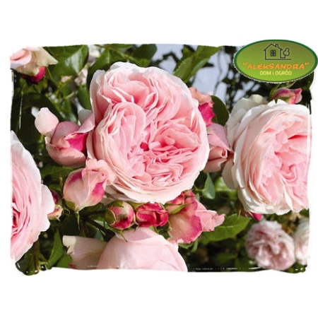 Róża wielkokwiatowa RÓŻOWA