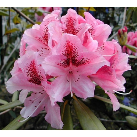 Różanecznik RHODODENDRON RÓŻOWY DIADEM PA 602