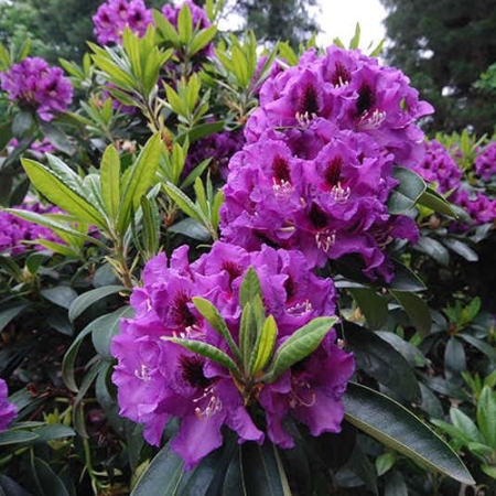 RÓŻANECZNIK RHODODENDRON BARITON Pa 647