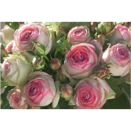 Róża Różowa pełny kwiat Rabatowa PA .943