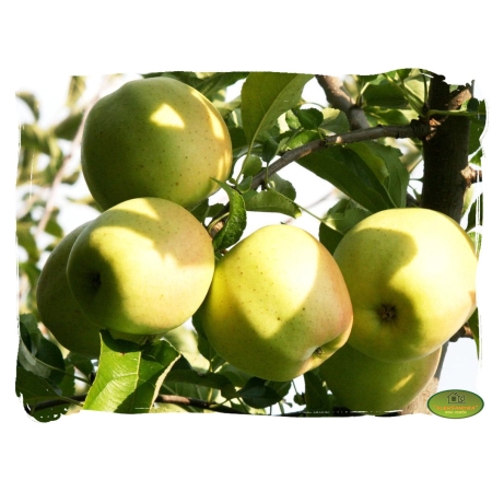 Jabłoń OLIWKA ŻOŁTA