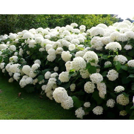 Hortensja biała ogrodowa