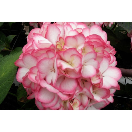 Hortensja biało - różowa ogrodowa