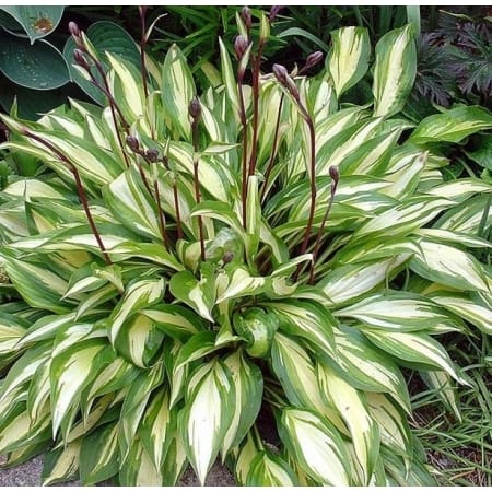 Funkia Hosta Chery Berry pa 836