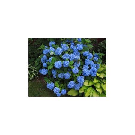 Hortensja Niebieska ogrodowa z donicy PA 689