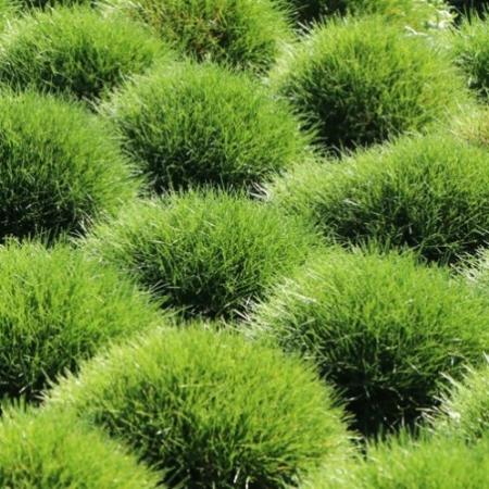 Kostrzewa karł. Carlit pa 758