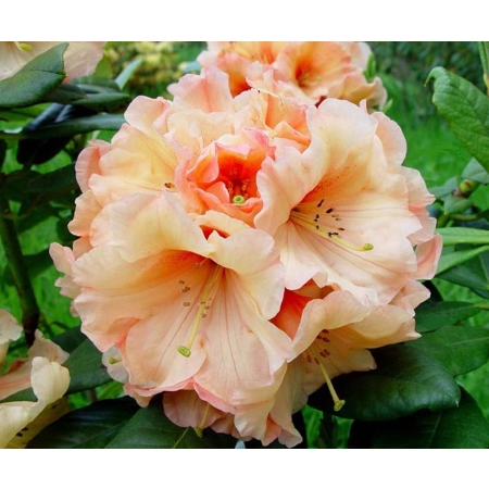 RÓŻANECZNIK RHODODENDRON Łososiowy PA 640