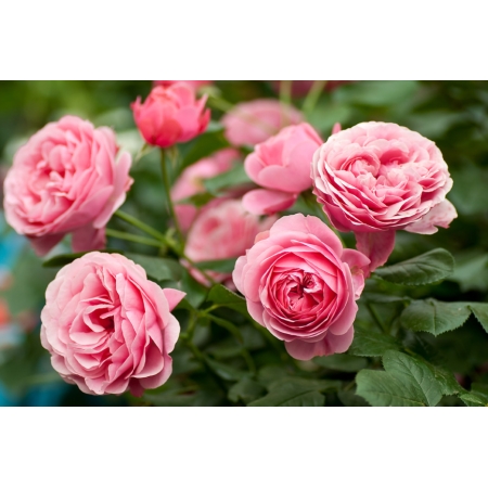 Róża wielkokwiatowa Różowa szlachetna  PA 788