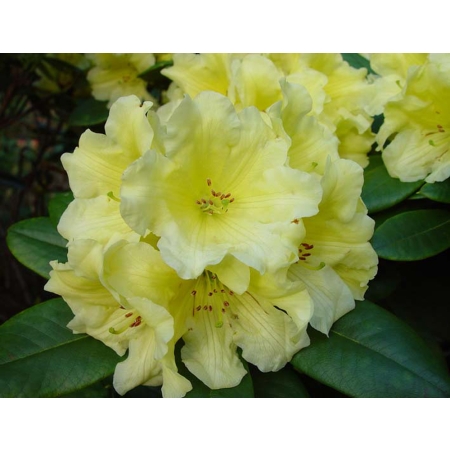 Różanecznik RHODODENDRON ŻÓŁTY PA 600