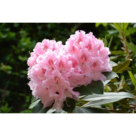 RÓŻANECZNIK RHODODENDRON Różowy Pa 650