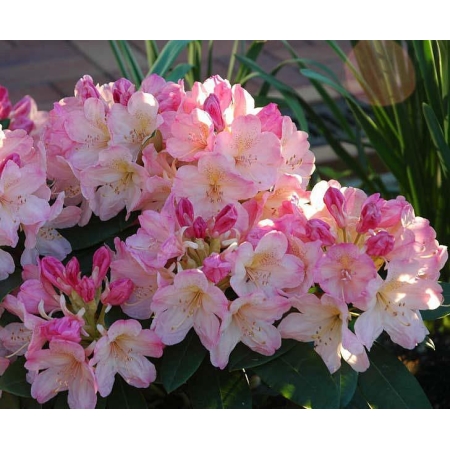 RÓŻANECZNIK RHODODENDRON Biało - Różowy PA 643