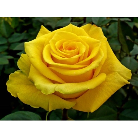 Róża wielkokwiatowa żółta duży kwiat   PA 780