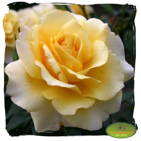 Róża wielkokwiatowa zółta szlachetna