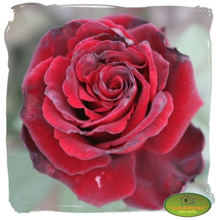 Róża wielkokwiatowa czerwona ciemna