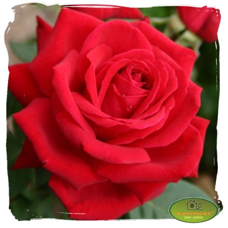 Róża wielkokwiatowa DAMA DE COEUR
