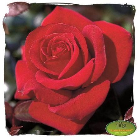 Róża wielkokwiatowa czerwona na kwiat ciety
