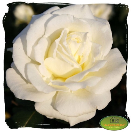 Róża wielkokwiatowa biała na kwiat cięty