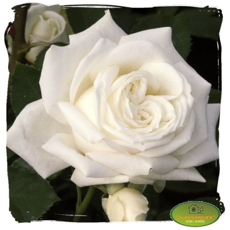 Róża wielkokwiatowa biała pachnąca
