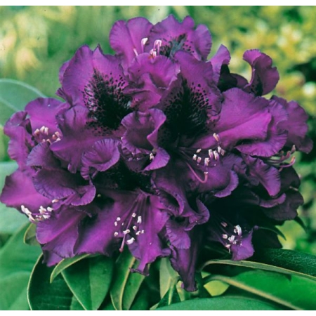 Różanecznik ciemno fioletowy z donicy