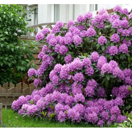 Różanecznik RHODODENDRON FIOLETOWY PA 608